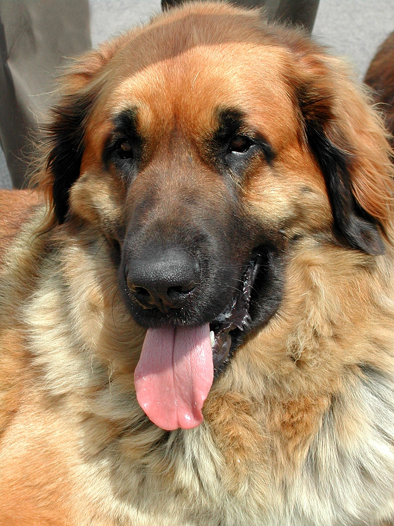 The Leonberger is a giant dog breed. The breed's name