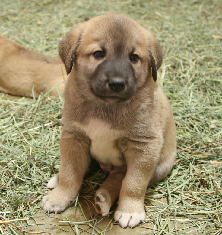 Anatolian Shepherd Dog Info, History, Temperament ...