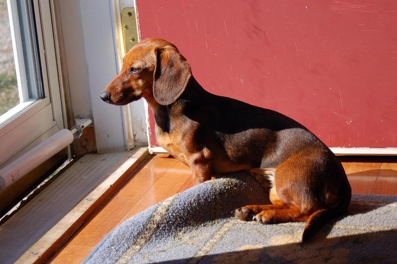 Miniature Dachshund Facts, Info, Temperament, Puppies, Pictures