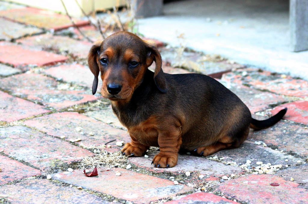 Miniature Dachshund Facts, Info, Temperament, Puppies
