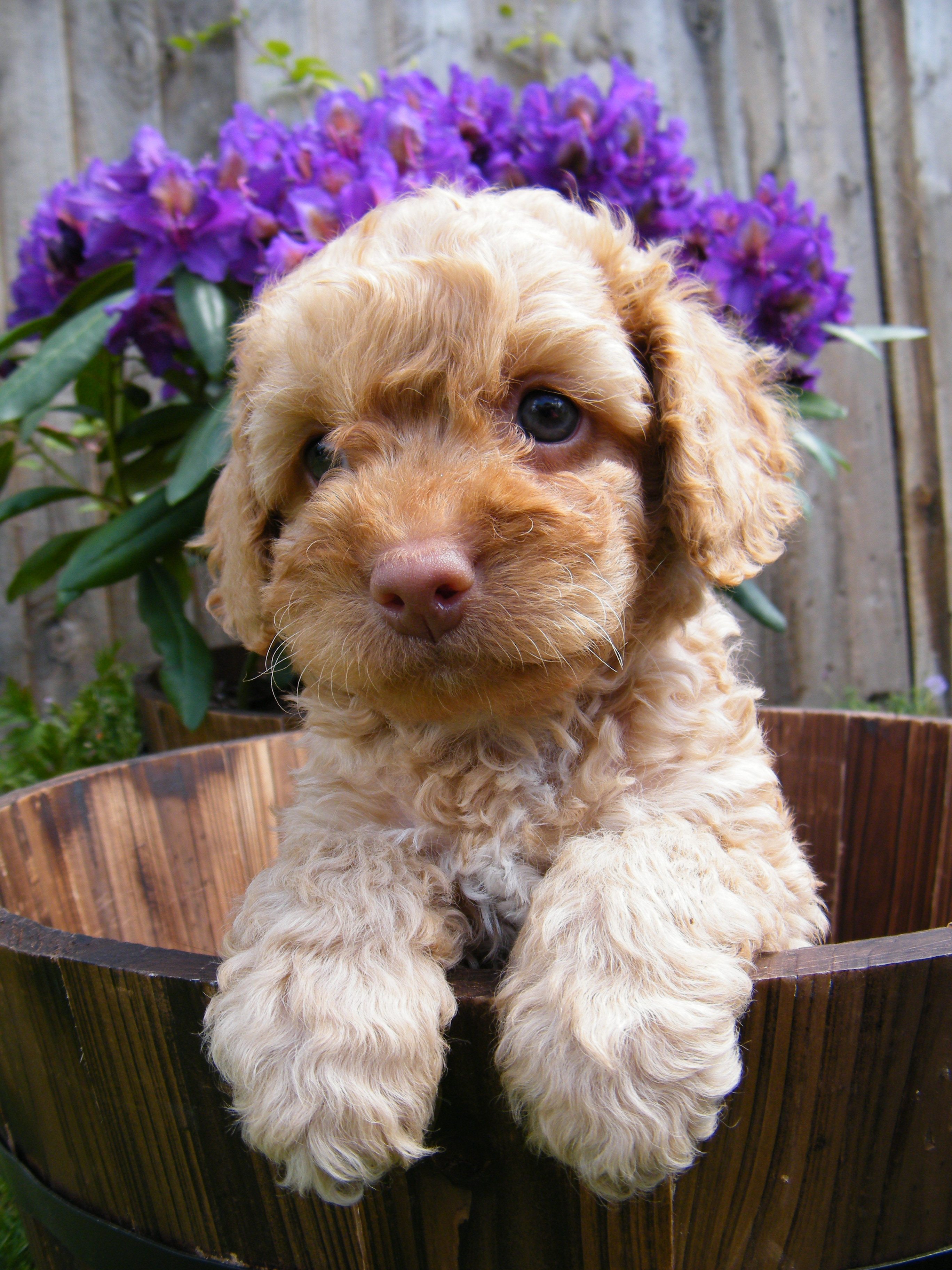 Miniature Labradoodle Dog Info, Temperament, Puppies