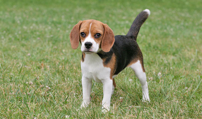 Pocket Beagle Dog Info Temperament Training Puppies Pictures