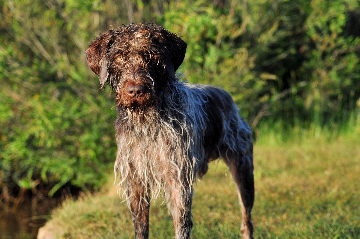 German Wirehaired Pointer Info Temperament Puppies Pictures