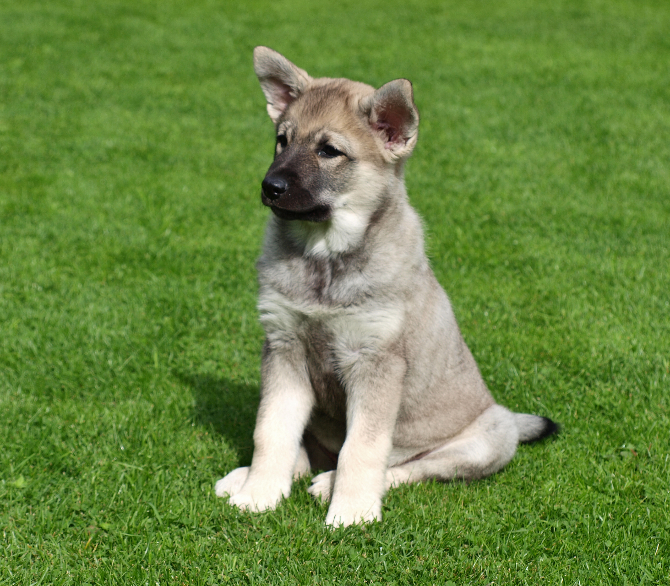 Norwegian Elkhound Info Temperament Puppies Pictures
