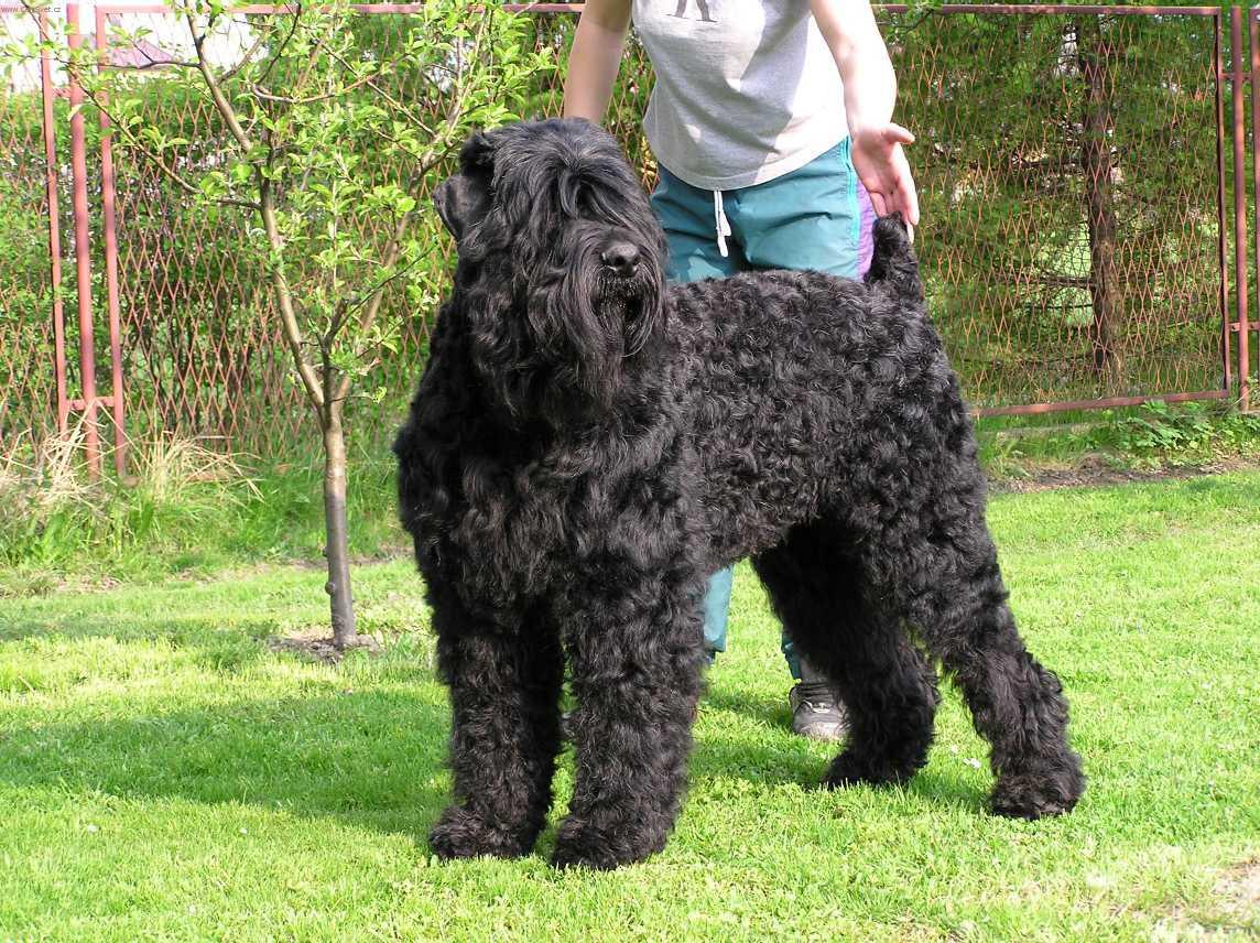 Black Russian Terrier - 101DogBreeds.com
