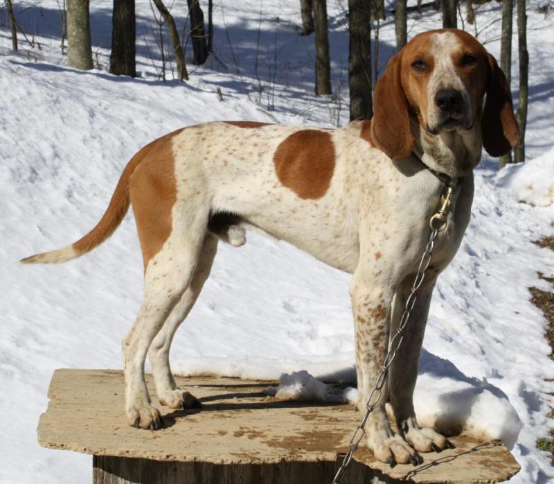 red and white coonhound