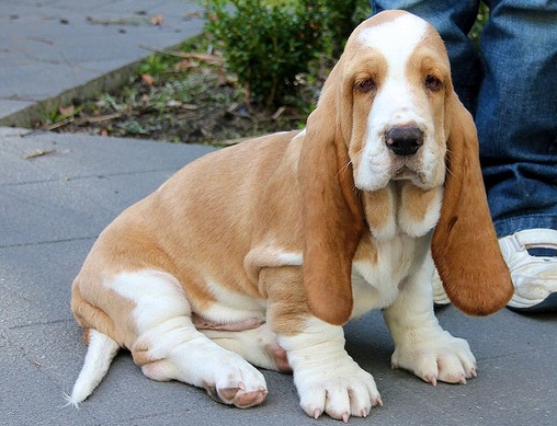 lemon and white basset hound puppies for sale