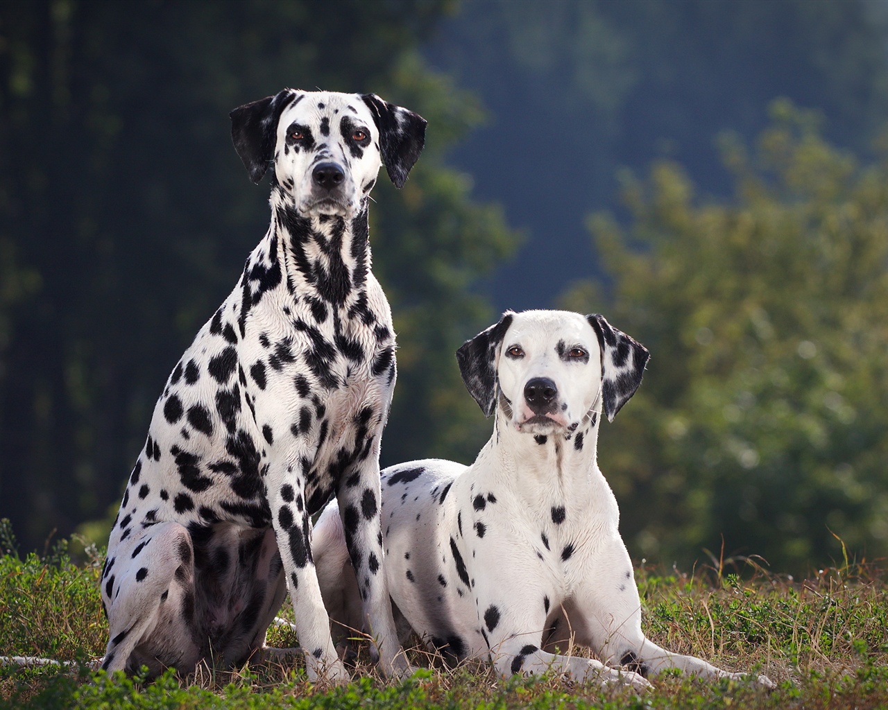 Dalmatian Dog Info, Temperament, Puppies, Pictures