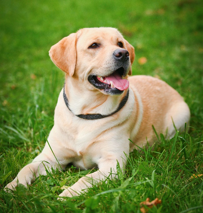 Labrador Retriever Info, Temperament, Life Span, Puppies, Pictures