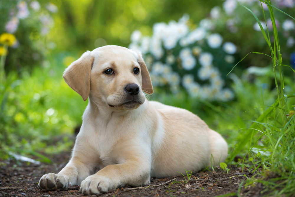 Labrador Retriever Info, Temperament, Life Span, Puppies