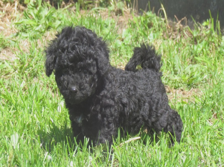 bichon dog black