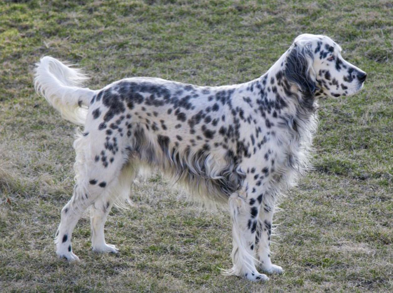 English Setter Stands