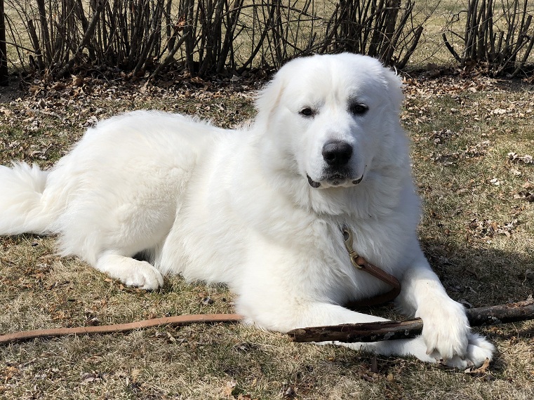Great Pyrenees Info, Life Expectancy, Temperament, Puppies, Pictures 07 ...