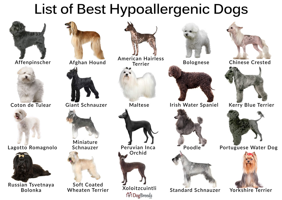 List of Best Hypoallergenic Dog Breeds with Pictures