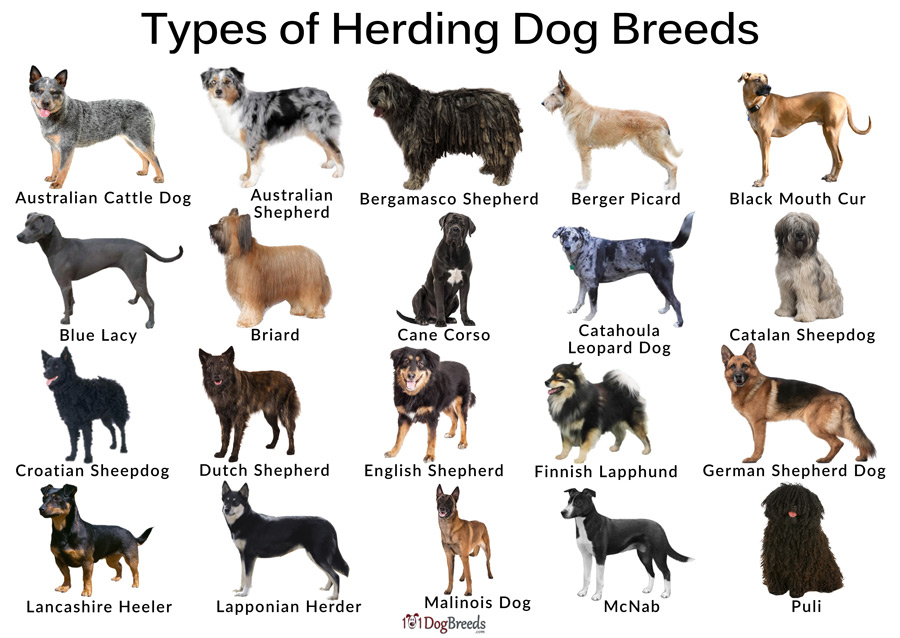 Types of Herding Dog Breeds
