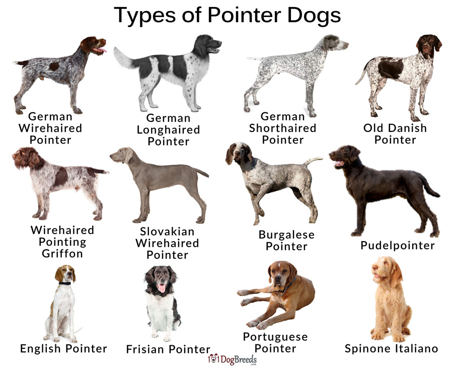 Types of Pointer Dogs