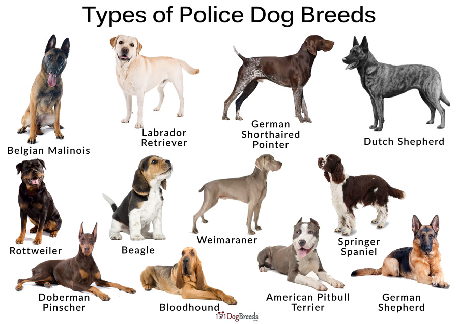 Types of Police Dog Breeds