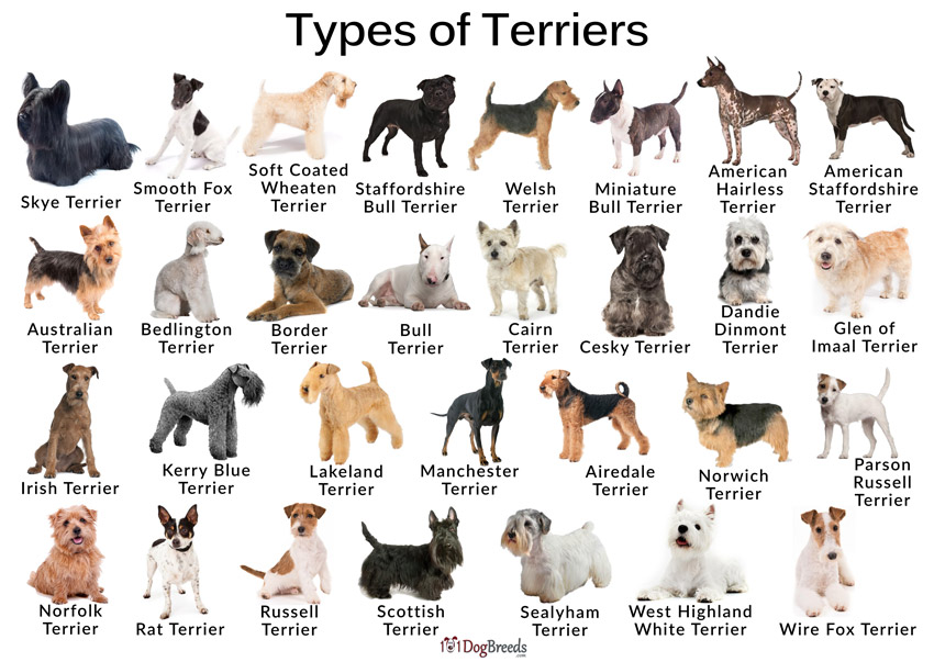 Types of Terriers