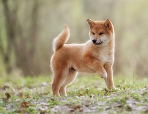 List Of Popular Shiba Inu Mixes With Pictures