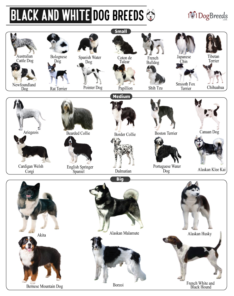 List of Small, Medium & Big Black and White Dog Breeds With Pictures |  