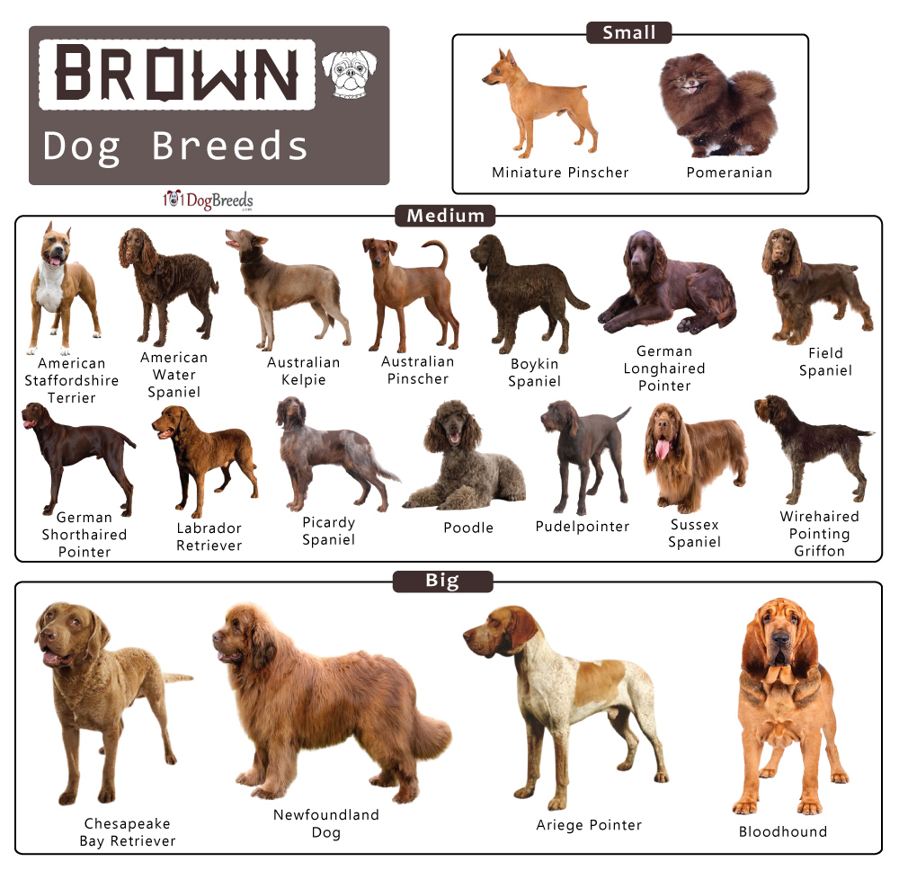 Brown Dogs