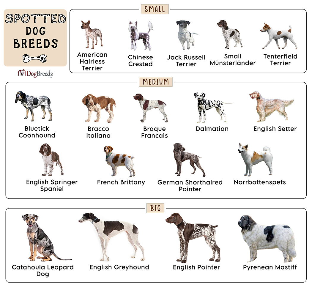 Spotted Dog Breeds