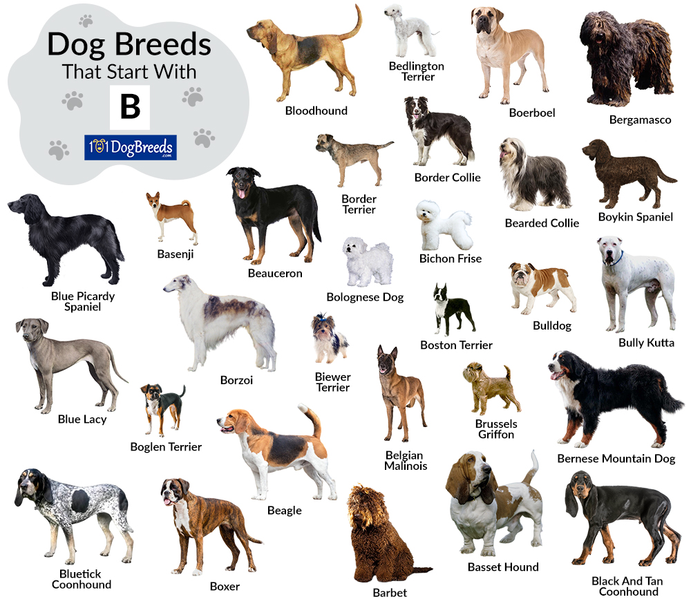 List of Dog Breeds That Start With B