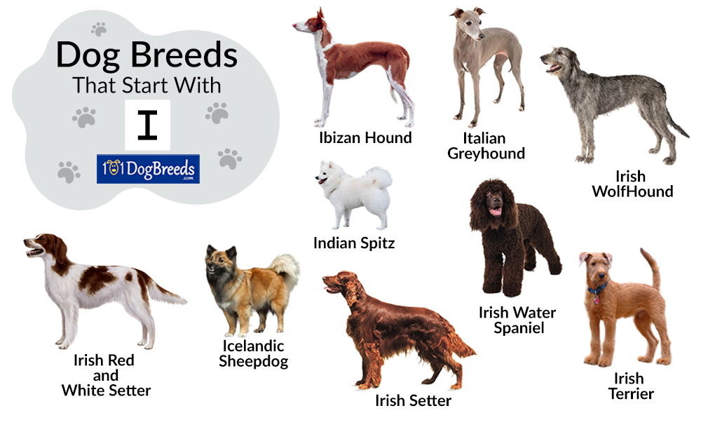 Dog Breeds That Start With I
