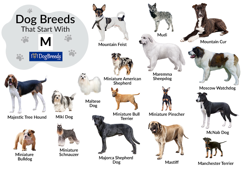 Dog Breeds That Start With M