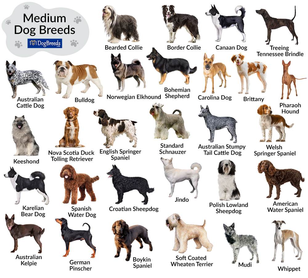 Medium Dog Breeds
