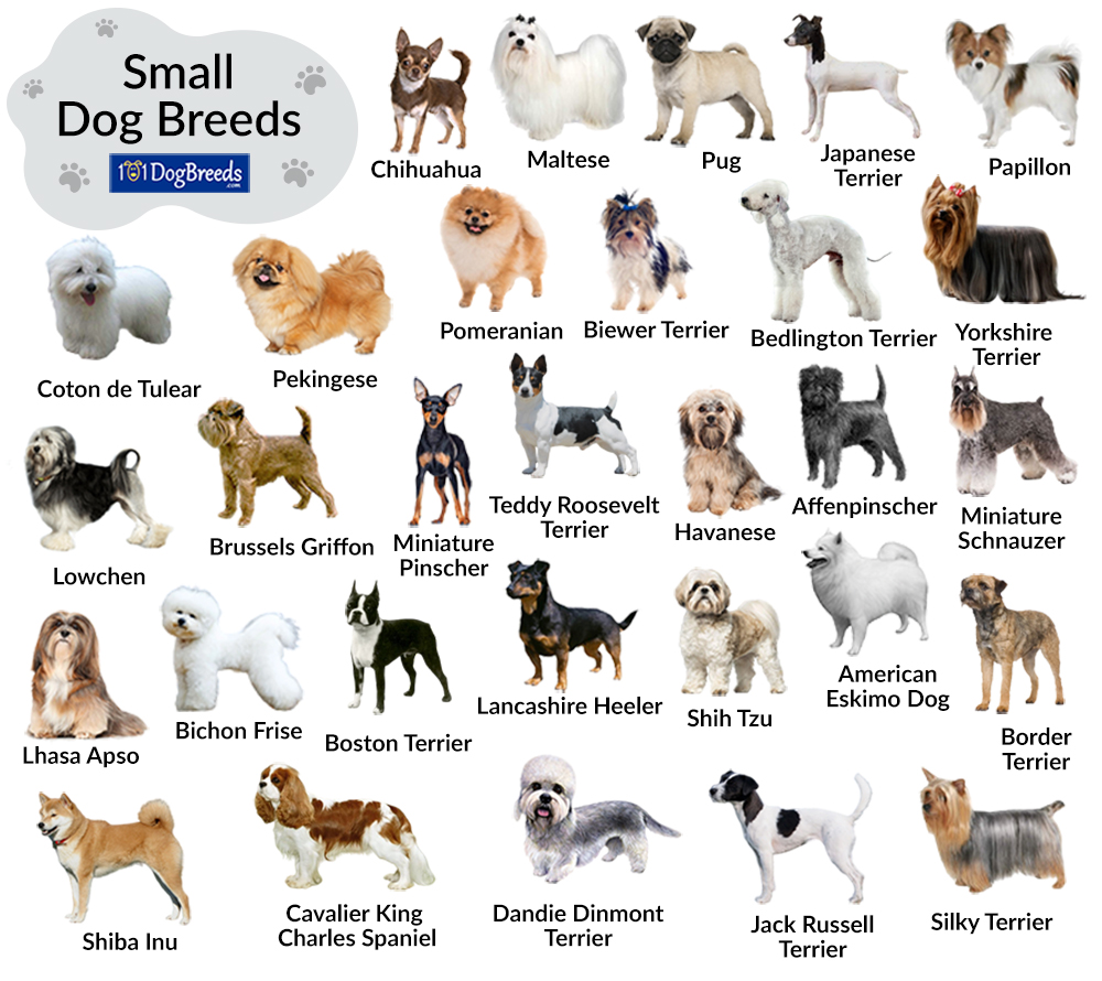 Small Dog Breeds