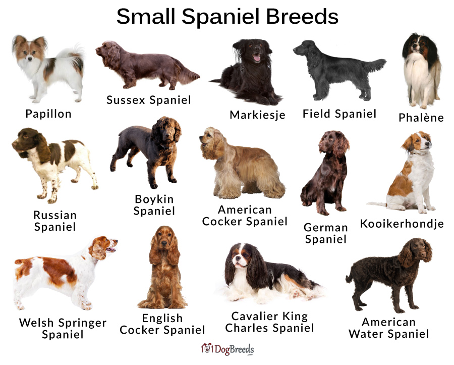 Types Of Small Large Spaniel Breeds