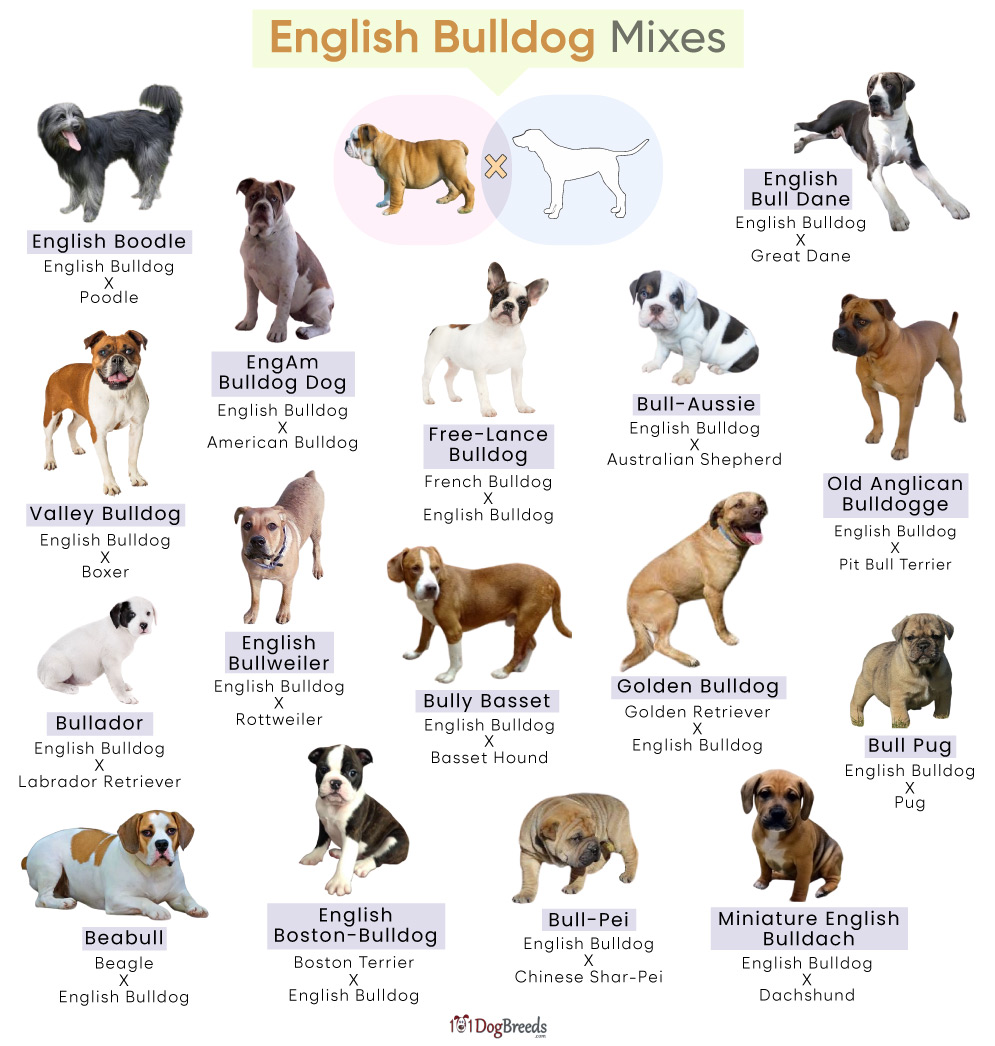 American Bulldog Is A Mixed Breed