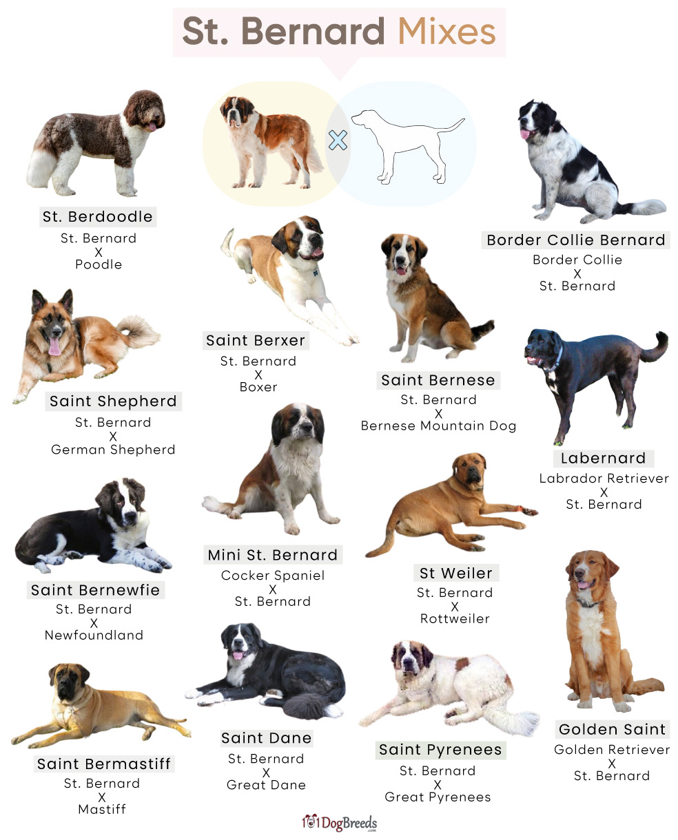 List of Popular St. Bernard Mixes With Pictures