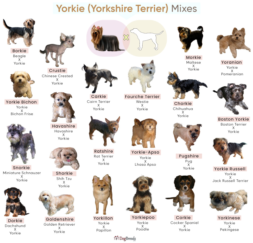 List of Popular Yorkie (Yorkshire Terrier) Mixes With Pictures