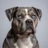 Alapaha Blue Blood Bulldog image