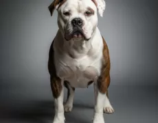 American Bulldog image