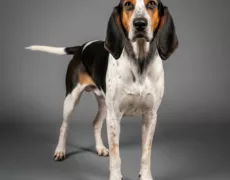 American English Coonhound image