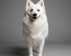 American Eskimo Dog image