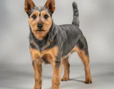 Australian Terrier image