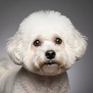 Bichon Frise image