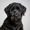 Black Russian Terrier Black Russian Terrier image