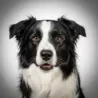 Border Collie Border Collie image