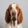 Bracco Italiano image