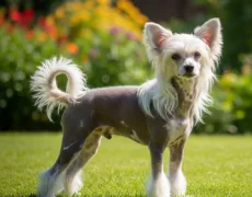 Chinese Crested picture