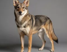 Coydog image