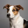 Danish-Swedish Farmdog image
