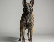 Dutch Shepherd Dog image