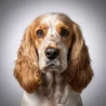 english cocker spaniel image