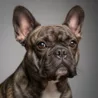 French Bulldog image